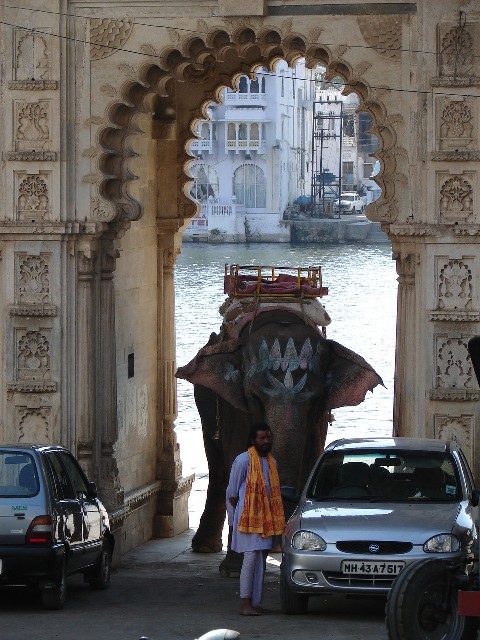 Elphant au milieu de la route!