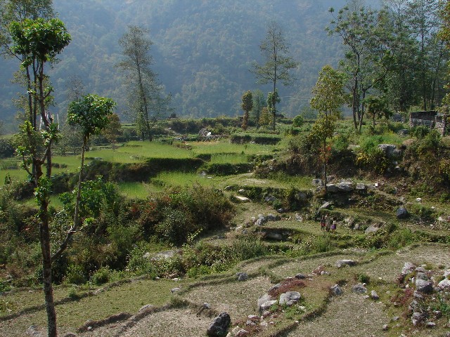 Paysage de rizières