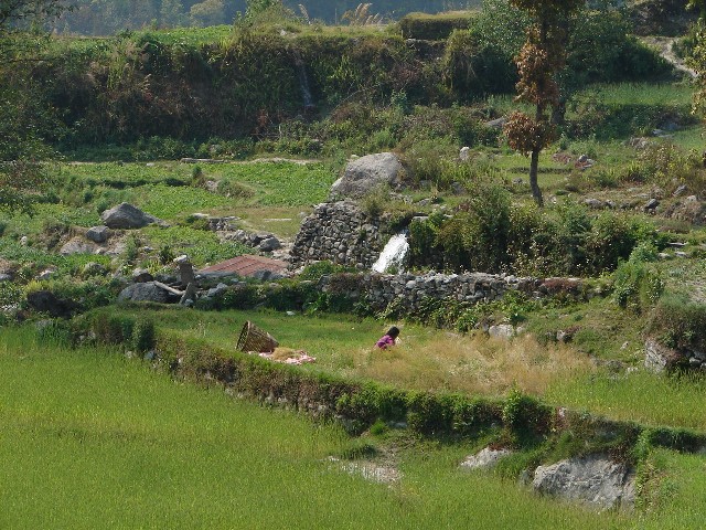 Paysage de rizires