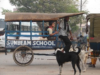 Ramassage scolaire insolite!